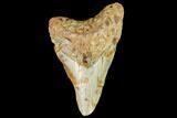 Bargain, Fossil Megalodon Tooth - North Carolina #109838-1